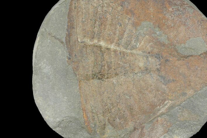 Partial Ogyginus Cordensis - Classic British Trilobite #103119